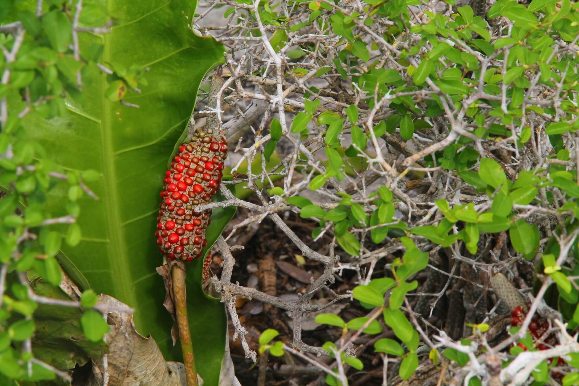 Anthurium schlechtendalii